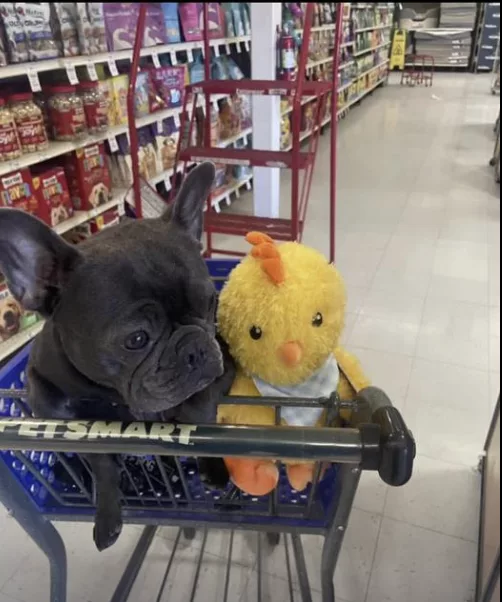 Frenchie makes her plush Easter chick come alive !